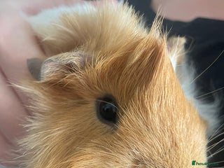 Guinea Pig rodents Two male guinea pigs - Advert 2