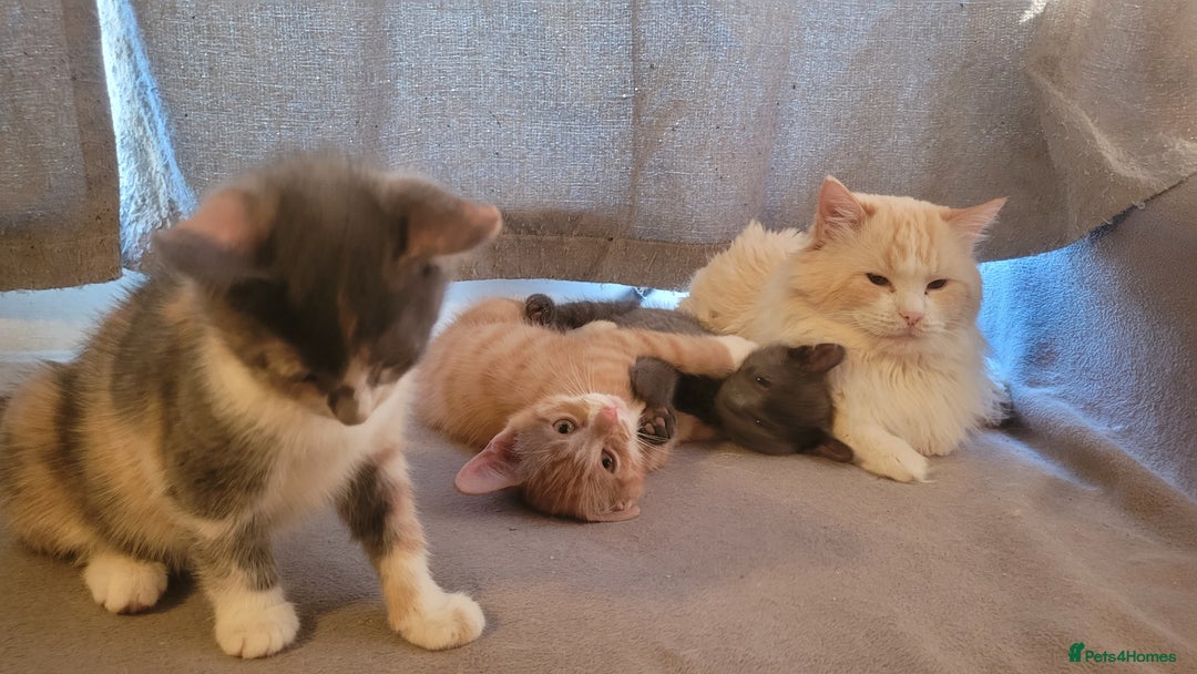 Mixed Breed cats for sale: Three gorgeous kittens available! - Advert 12