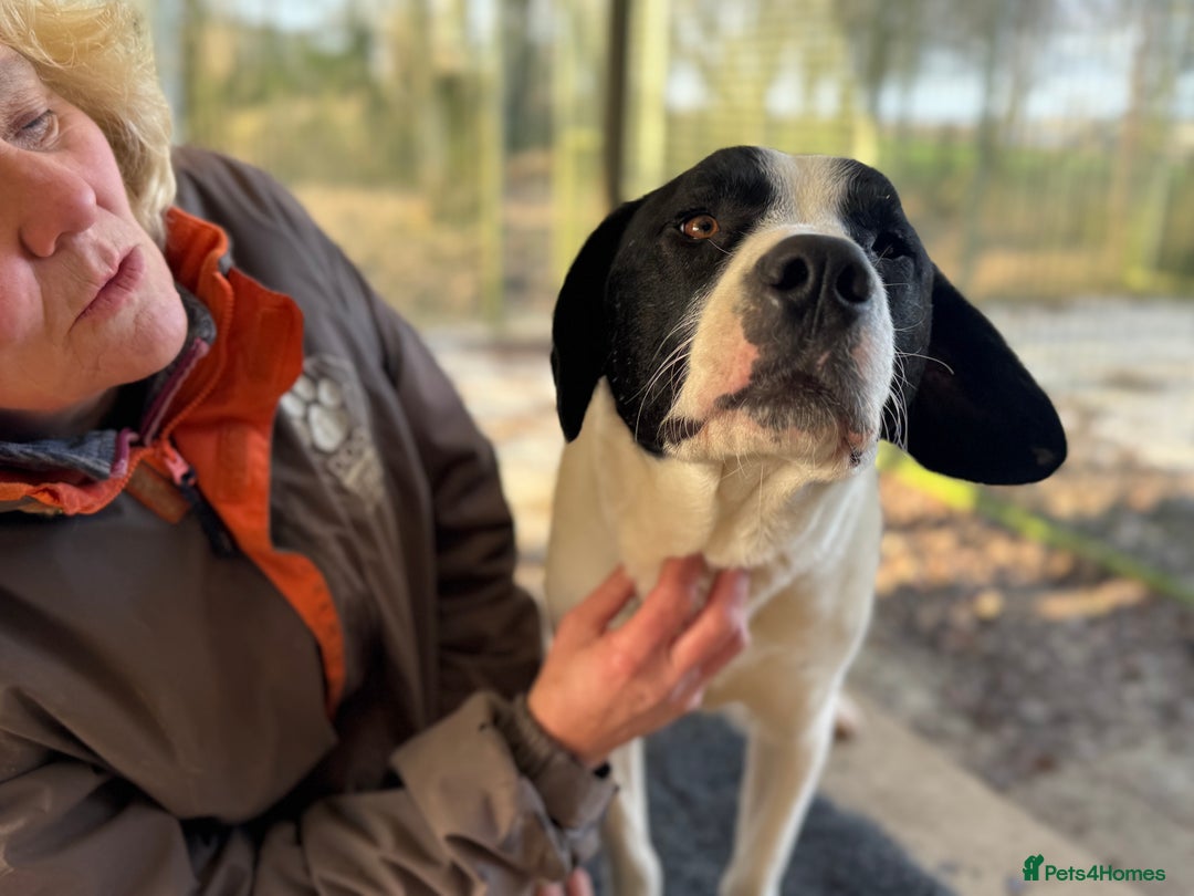 Mixed Breed dogs for adoption: LUCA – TWO YEARS WAITING FOR SOMEONE TO CARE 🐾 - Advert 21