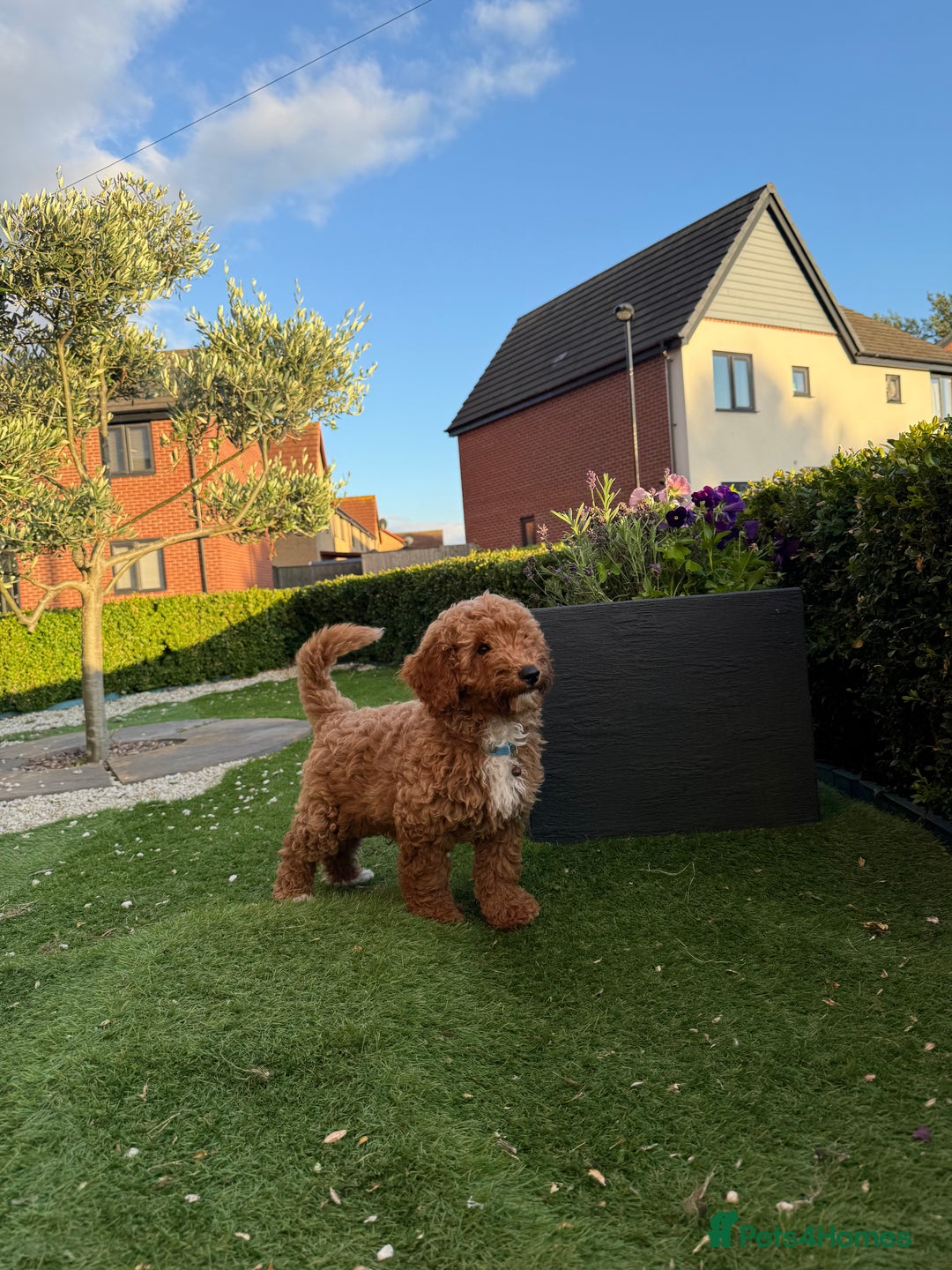 Poochon dogs for sale:  Loving Puppies Looking for Their Forever Homes 🏡 - Image 8