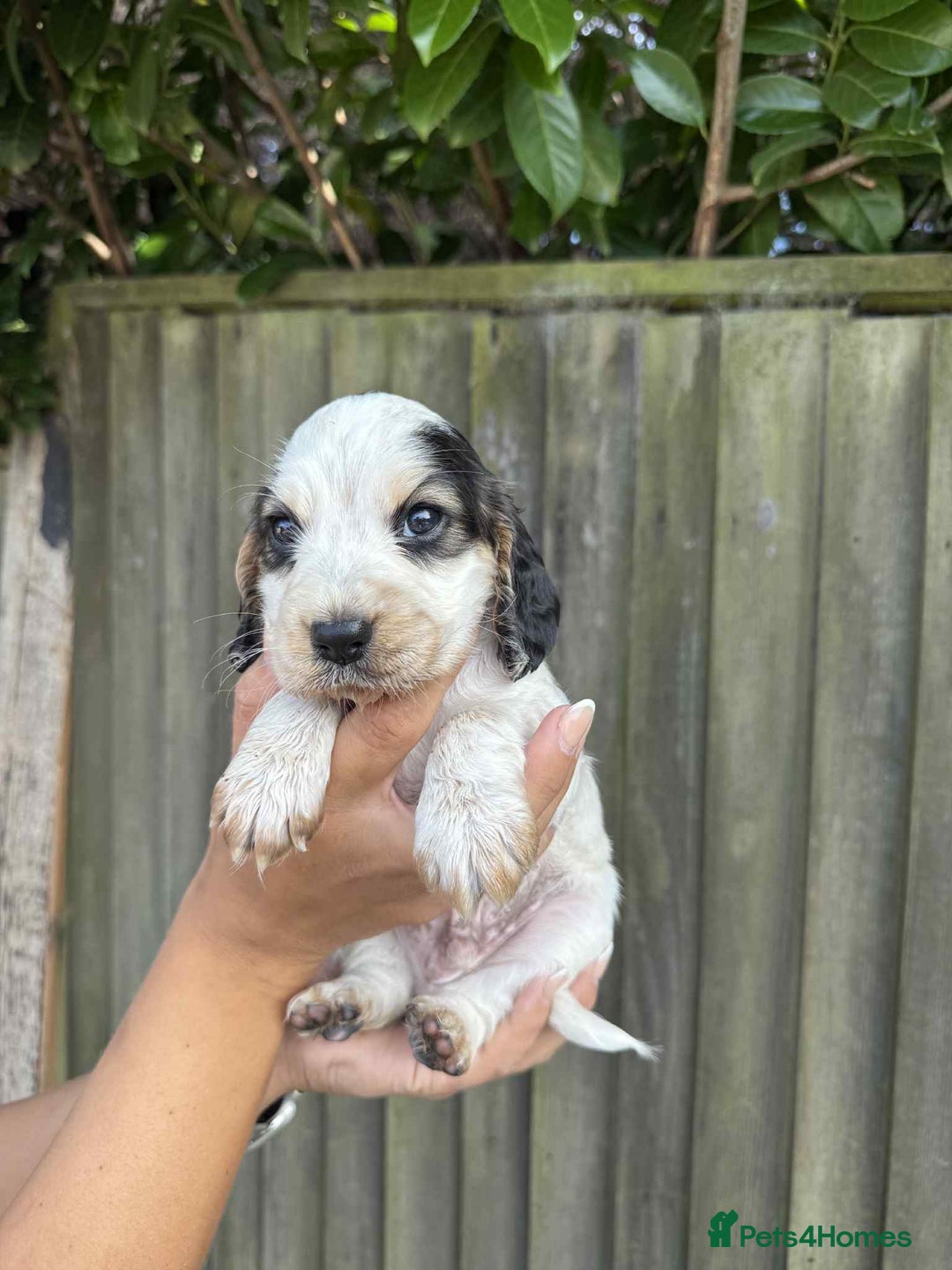 Cocker Spaniel dogs for sale: Boy 7months old - Advert 2