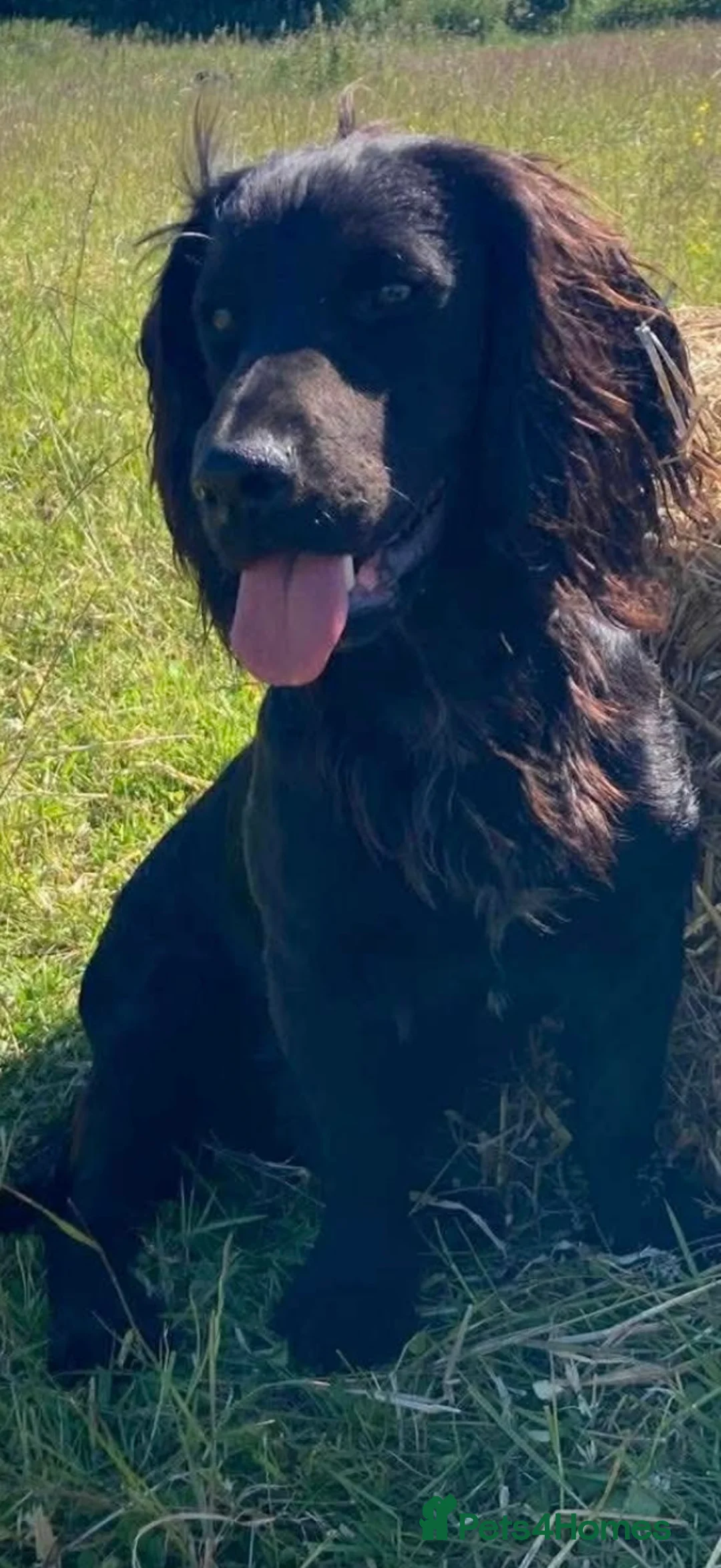 Cocker Spaniel dogs for sale: 5 working cocker spaniel pups  - Advert 8