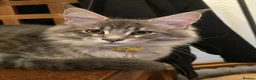 Maine Coon cats for sale: ❤️ TICA Registered Maine Coon Kittens Ready Now ❤️ - Advert 5