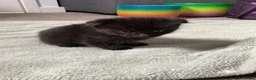 Scottish Fold cats for sale: Scottish fold British shorthair  - Advert 8