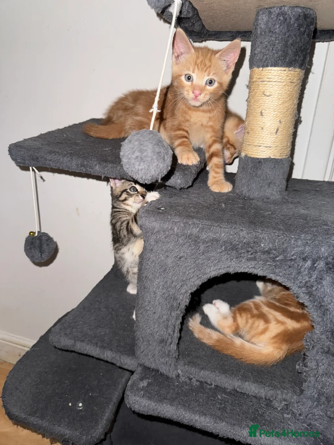 American Shorthair cats for sale: Beautiful Rare GingerKittens Alonghair X BSH cross - Advert 30