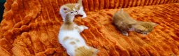 British Shorthair cats for sale: Ginger kittens for sale in Tamworth - Advert 19
