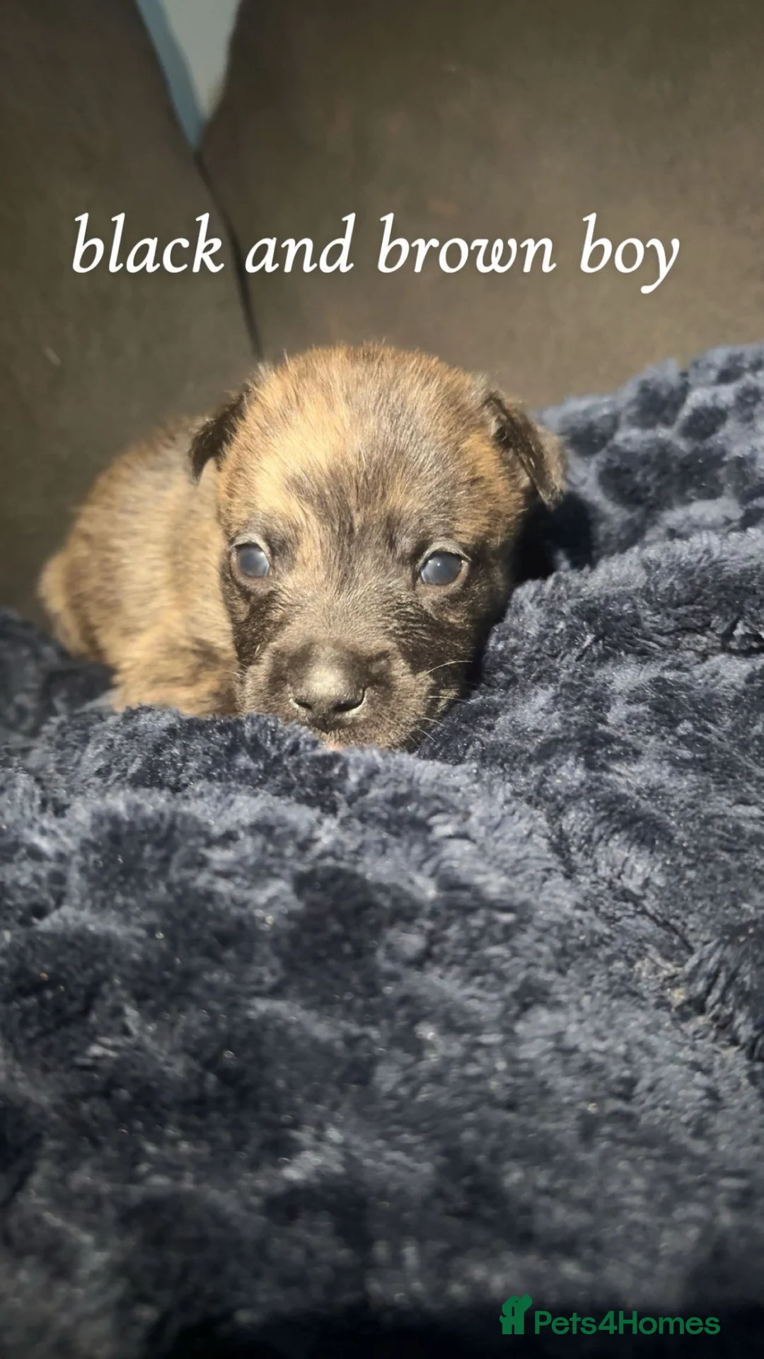 Mixed Breed dogs for sale: frenchie cross belgian malinois pups  - Advert 9