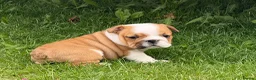 English Bulldog dogs for sale: ⭐️BULLDOG PUPPIES FROM BRITISHGOLD⭐️ - Advert 10