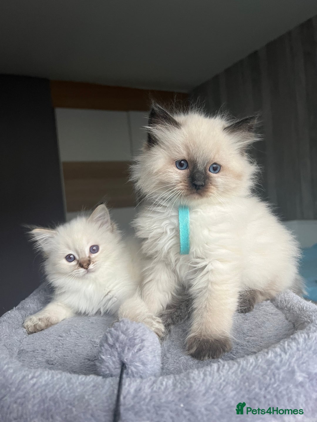 Ragdoll cats for sale: GCCF Ragdoll kittens for sale - Advert 12