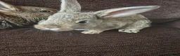 Mixed Breed rabbits for sale: Wee Rabbits in Ballymena - Advert 18