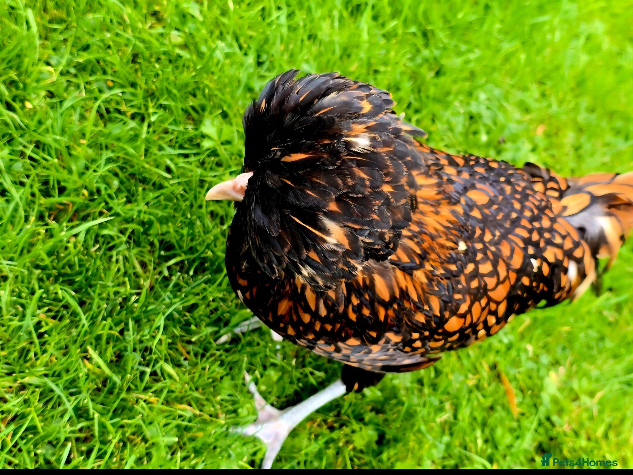 Chickens poultry for sale: Days old chicks available  - Advert 9