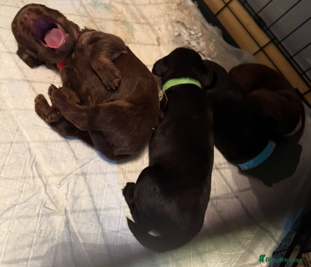 Mixed Breed dogs for sale: Litter of Jackapoo cross Dachshund puppies  - Image 5