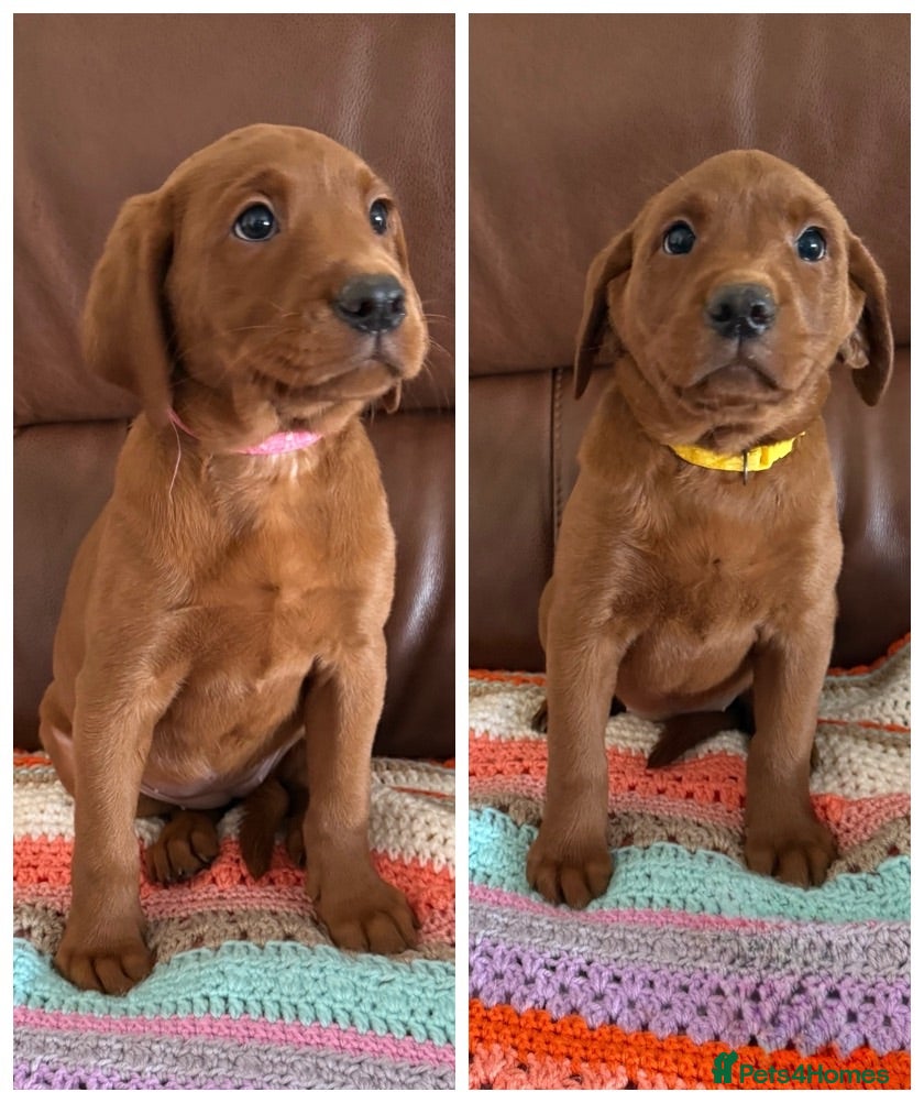 Labrador Retriever dogs TWO BEAUTIFUL FOX RED GIRLS AVAILABLE  - Advert 1