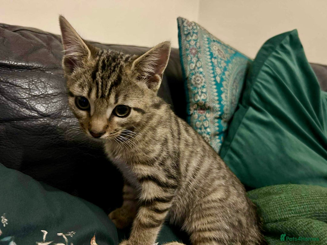 Bengal cats for sale: Bengal x Tabby Kittens  - Image 11