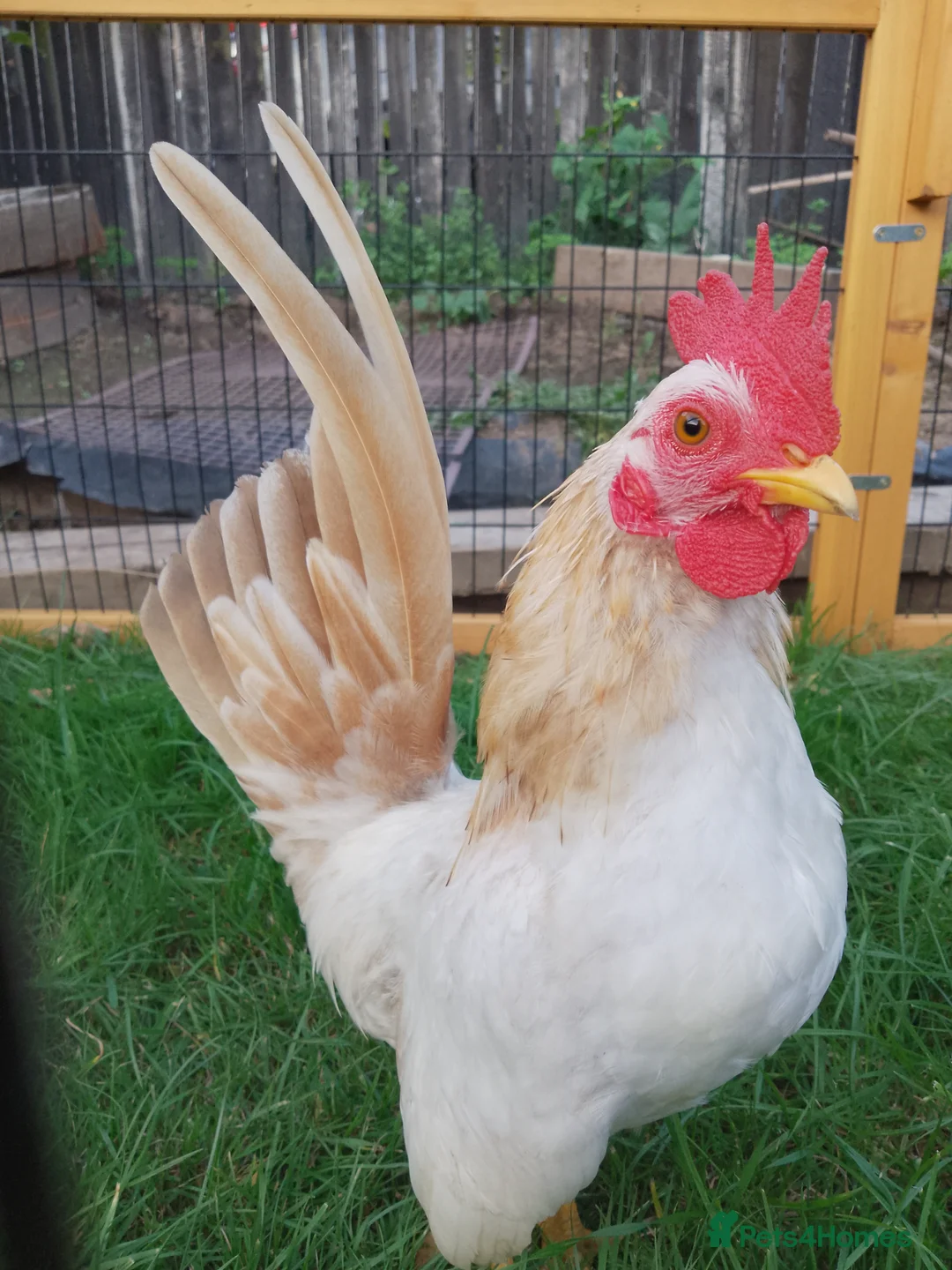 Chickens poultry for sale: *rare breed* Serama chicks in Derby - Advert 6