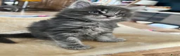 Maine Coon cats for sale: Maine coon kittens looking for homes forever  in Edinburgh - Advert 19