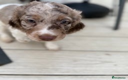 Cockapoo dogs for sale: Cockapoo puppies - Advert 3