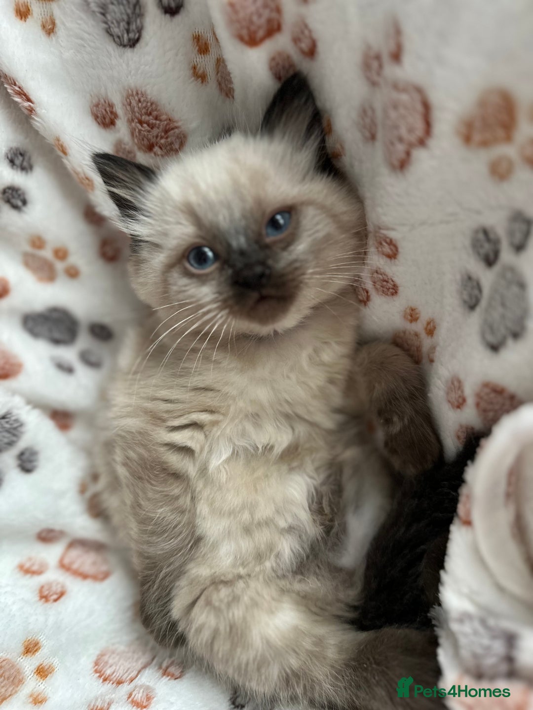 Ragdoll cats for sale: Gorgeous ragdoll kittens  - Advert 11