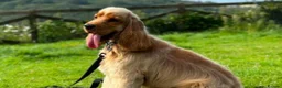 Cocker Spaniel dogs for sale: BEAUTIFUL COCKER SPANIEL PUPPIES - Advert 7