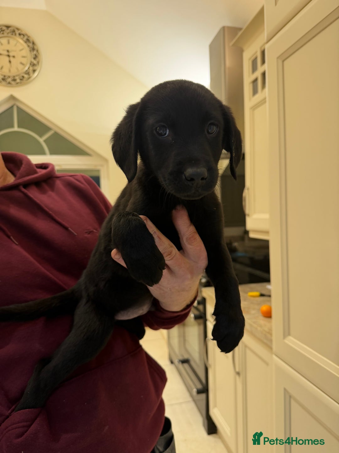Labrador Retriever dogs for sale: Labrador Pups  - Advert 3