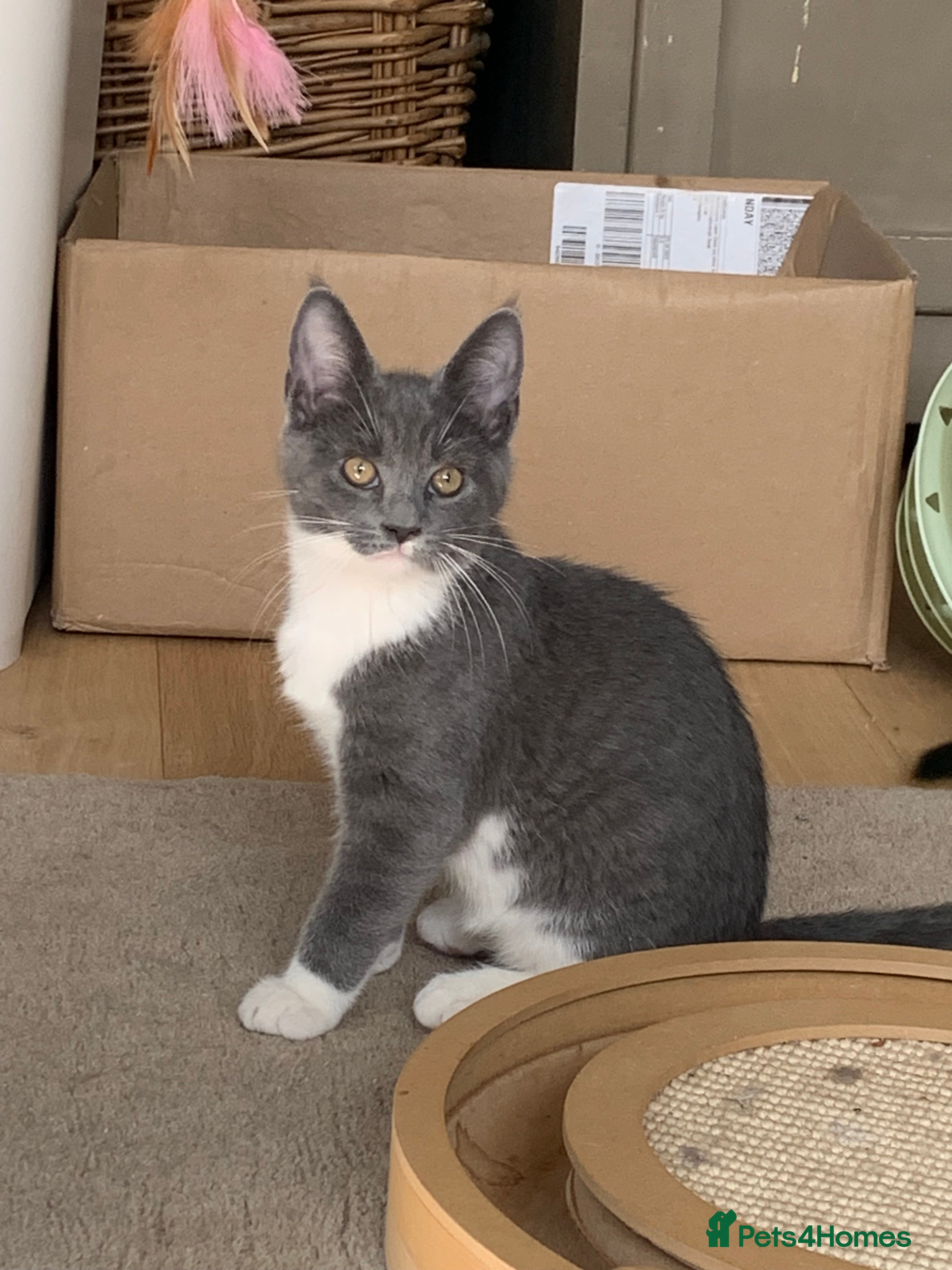 Mixed Breed cats Jellybean & Saffy - Bonded Pair - they love dogs!  - Advert 2