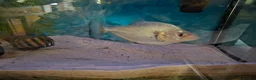 Piranhas fish for sale: piranha (unknown gender) in Loughborough - Advert 1