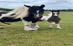 Friesian horses for sale: Friesian x Irish Gypsy Cob - Image 2