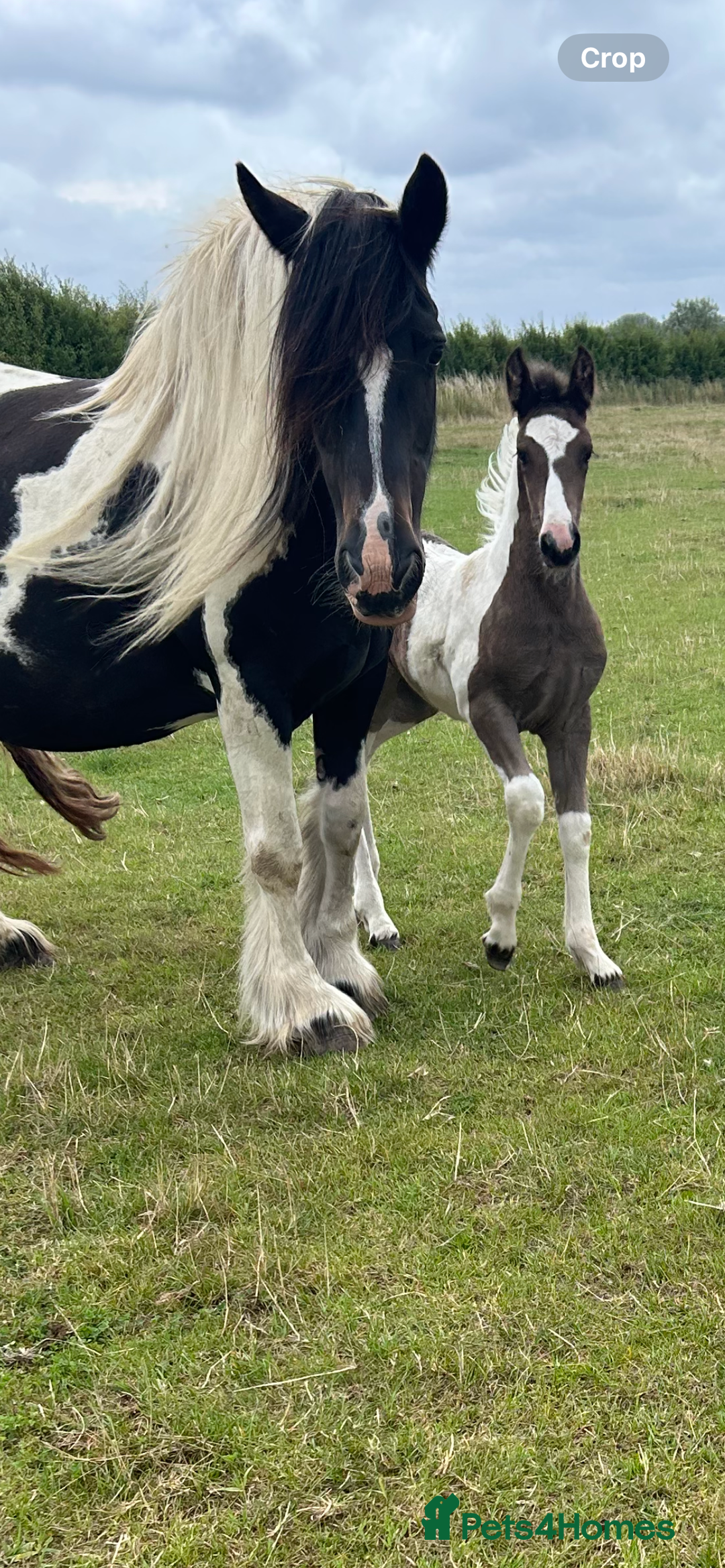 Friesian horses for sale: Friesian x Irish Gypsy Cob - Image 2