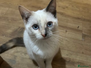 Ragdoll cats Beautiful, loving and playful girl kitten - Advert 1