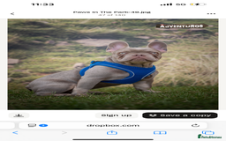 French Bulldog dogs for stud: Reggie the French Bulldog  - Image 2