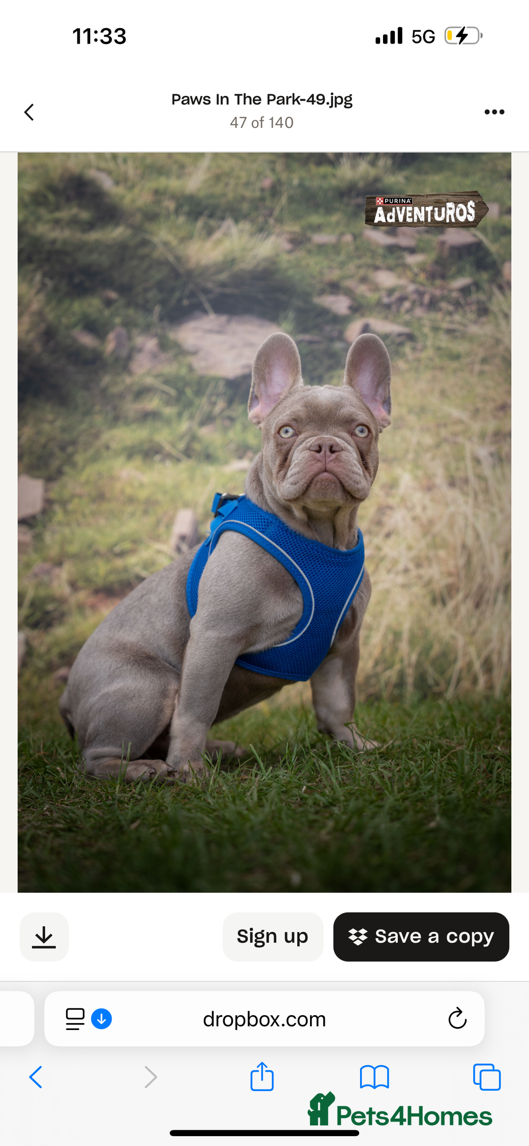 French Bulldog dogs for stud: Reggie the French Bulldog  - Image 2