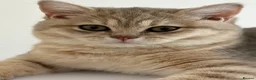 Brazilian Shorthair cats for sale: 2 Girls | Fully Pedigree British Shorthair | GCCF  - Advert 13