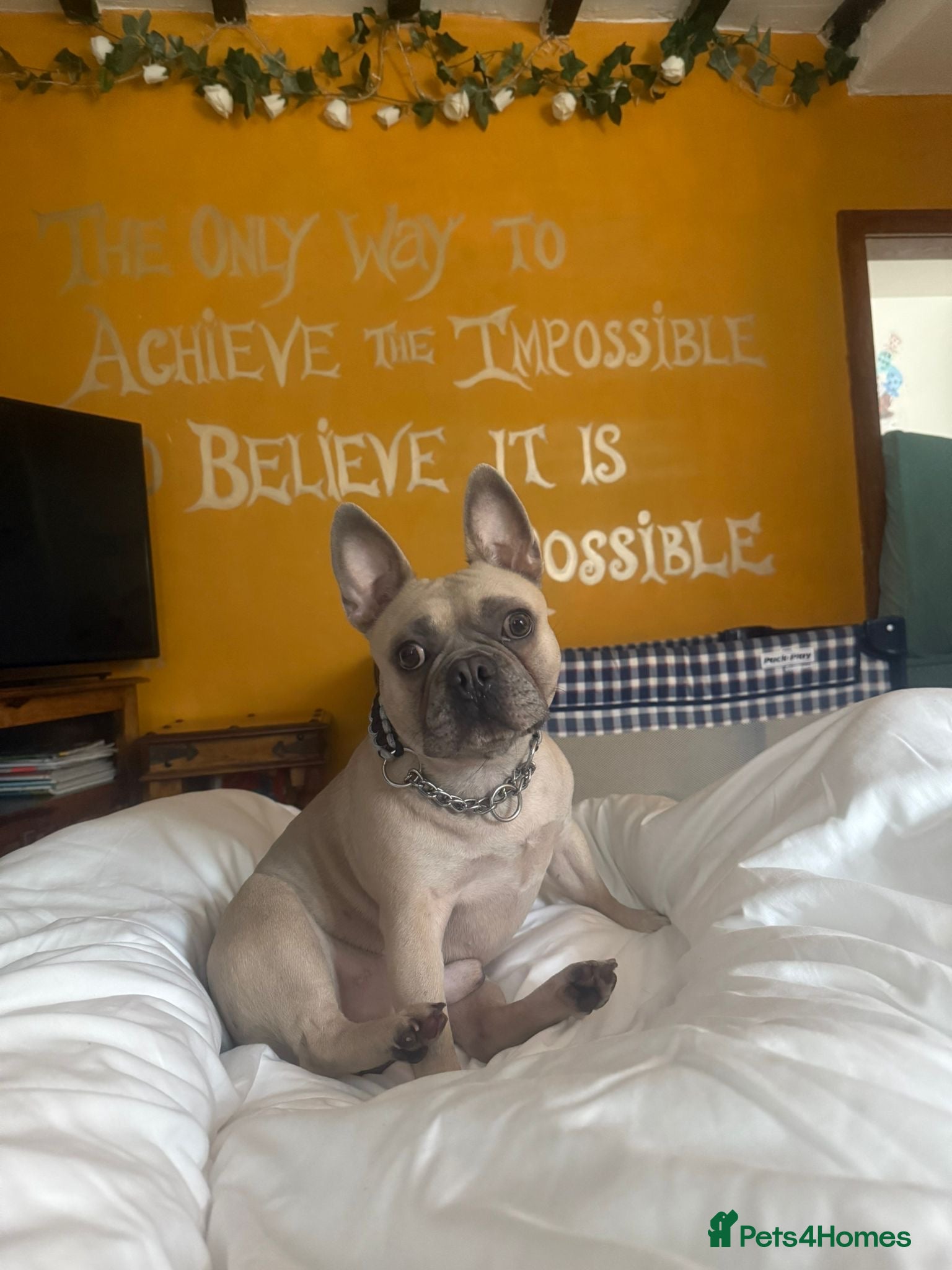French Bulldog dogs Male French bulldog  - Advert 15