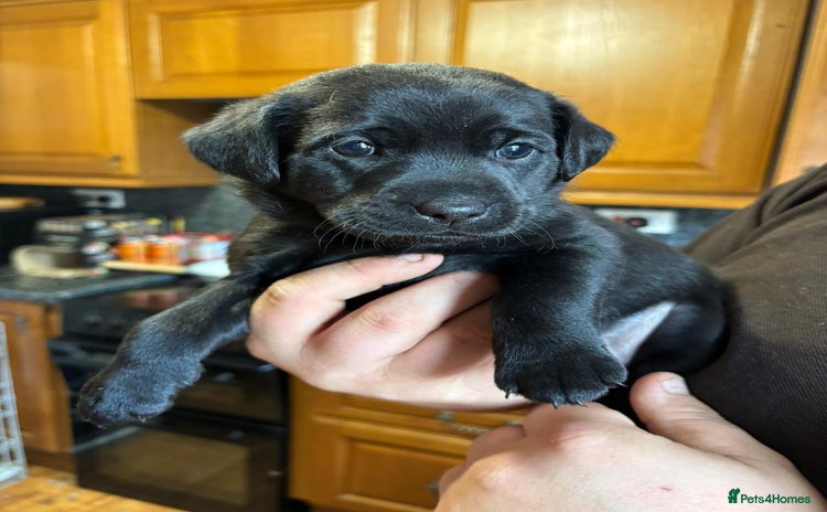 Mixed Breed dogs - Advert 1