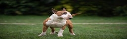English Bull Terrier dogs for stud: Quality and proven english bull terrier for stud in Preston - Advert 8