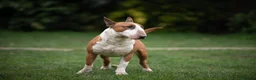 English Bull Terrier dogs for stud: Quality and proven english bull terrier for stud in Preston - Advert 8