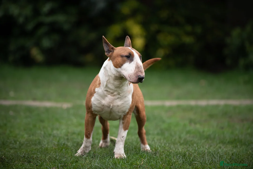 English Bull Terrier dogs for stud: Quality and proven english bull terrier for stud in Preston - Advert 8