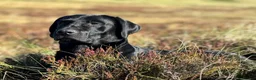 Labrador Retriever dogs for sale: KC Registered Labrador Pups  - Advert 8