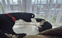 Patterjack dogs for sale: Morris 16 months old  - Image 2