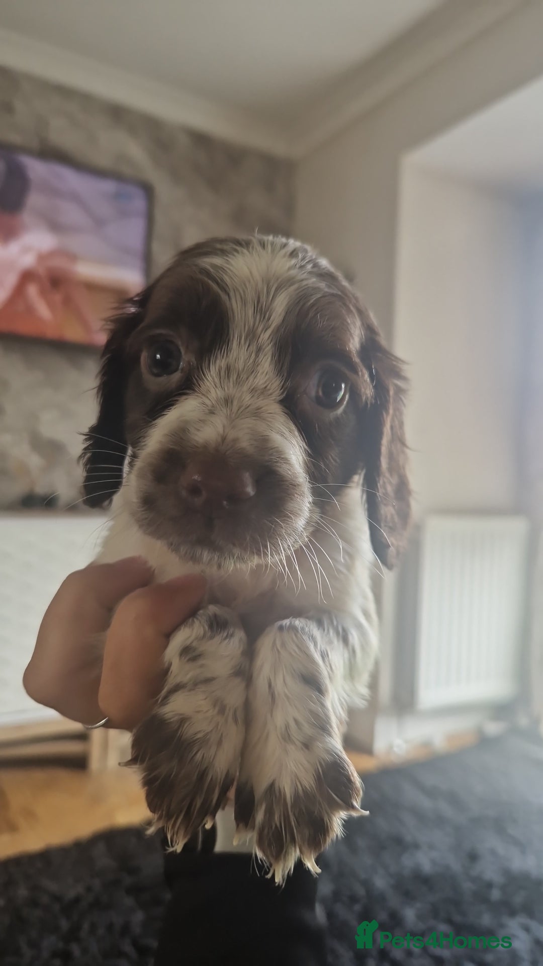 Sprocker dogs for sale: Beautiful litter of sprocker puppies - Image 39