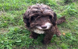 Cockapoo dogs for sale: Stunning F1 cockapoo  - Image 2