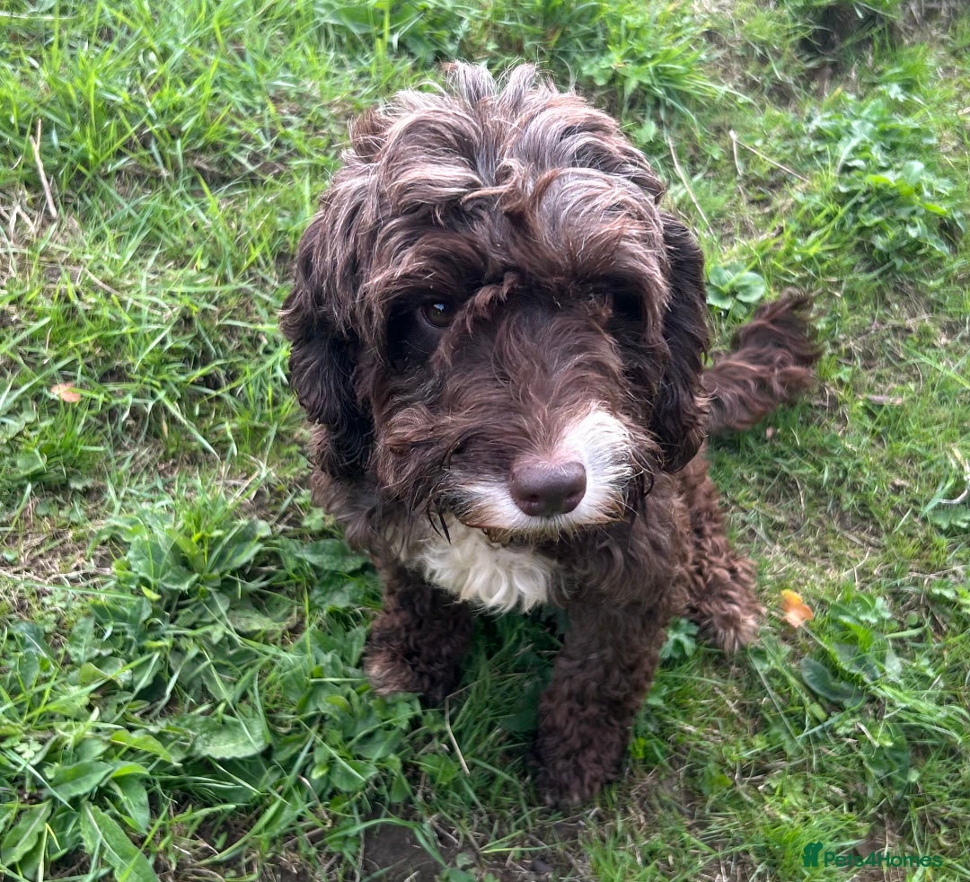 Cockapoo dogs for sale: Stunning F1 cockapoo  - Image 2