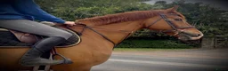 KWPN horses for sale: Floris - A true all round sweet heart  - Advert 4