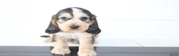 Cocker Spaniel dogs for sale: Beautiful KC Registered Show-Type Puppies - Advert 12
