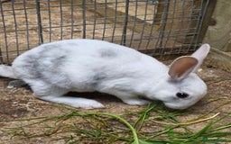 Rex rabbits for sale: Gorgeous rex rabbits - Image 3