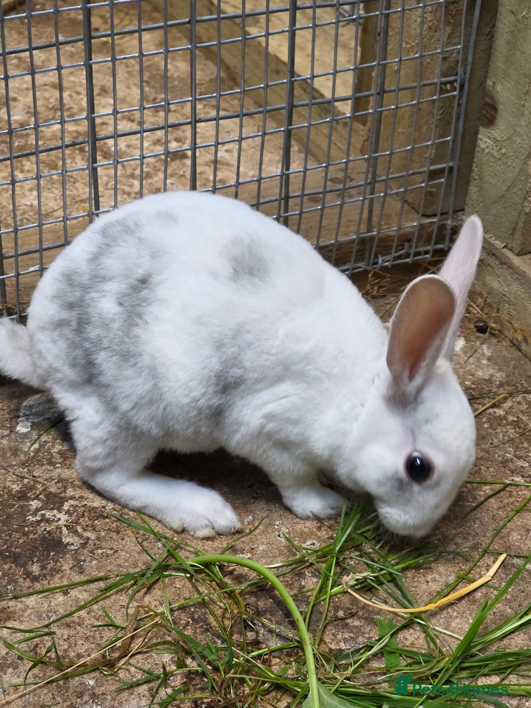 Rex rabbits for sale: Gorgeous rex rabbits - Image 3