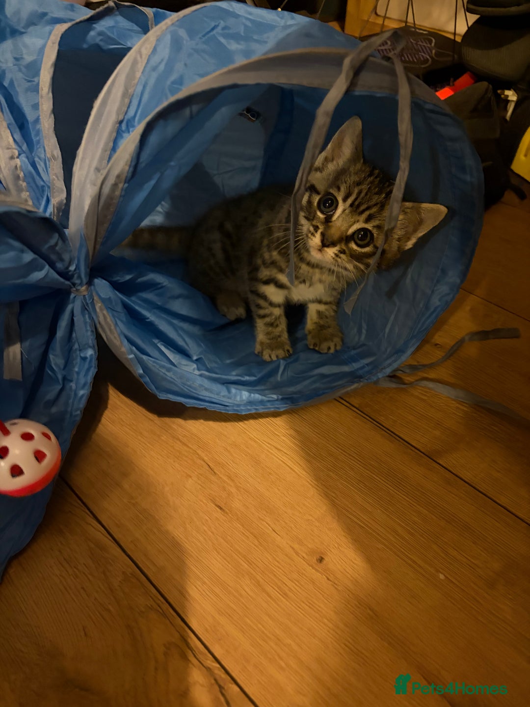 Mixed Breed cats for sale: 4 beautiful kittens  - Image 6