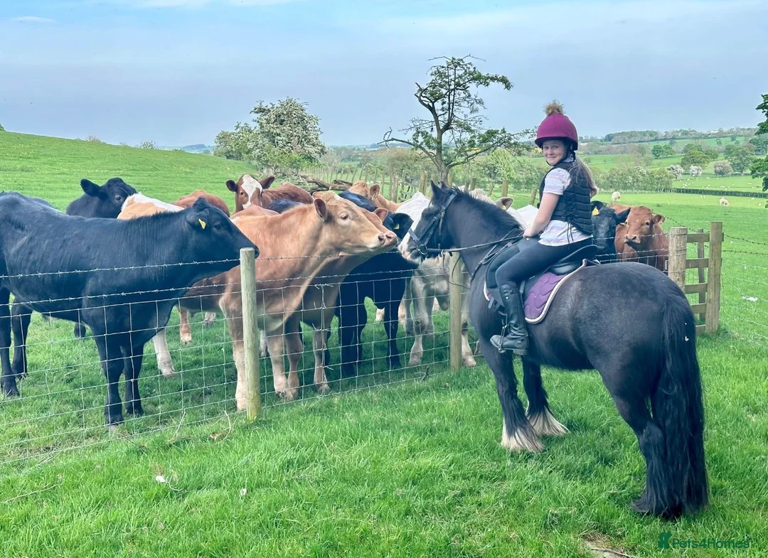 Riding pony horses for sale: 12 yr old cob mare. Perfect happy hacker/lead rein - Advert 2