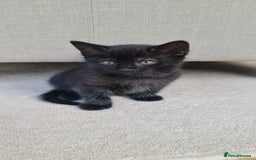 Domestic Shorthair cats for sale: Why nobody wants us? 😞😿 - Image 6