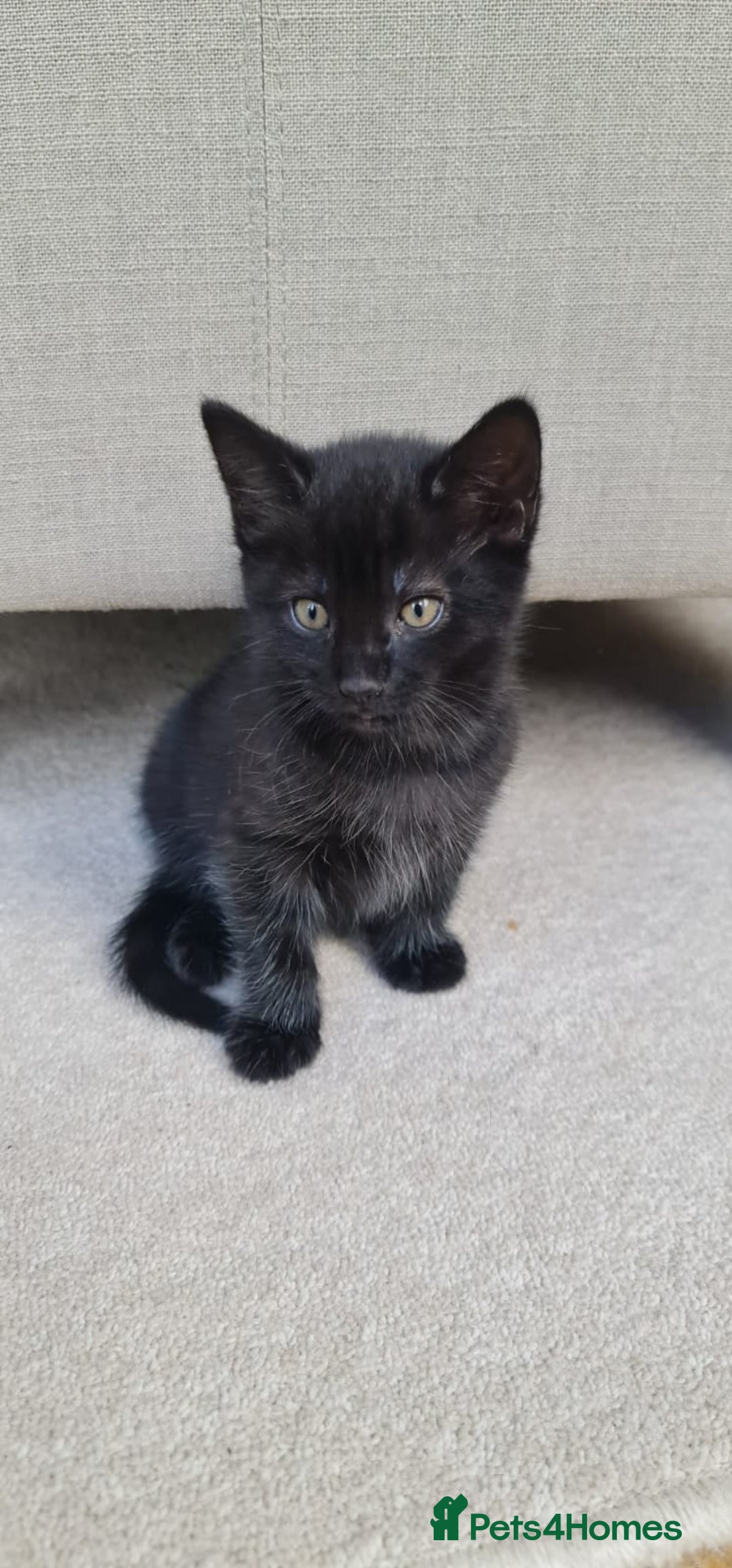 Domestic Shorthair cats for sale: Why nobody wants us? 😞😿 - Image 6